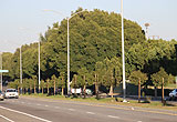 Manchester Median Trees