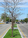 Tree Planting Group Image